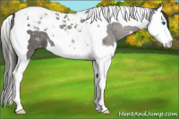 Horse Color:Grullo Splash Tobiano Varnish 