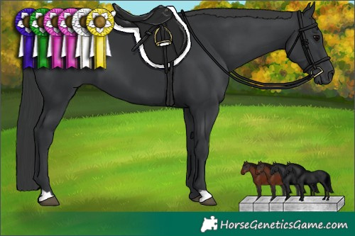 Horse Color:Black 