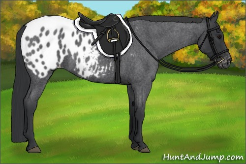 Horse Color:Blue Roan Blanket