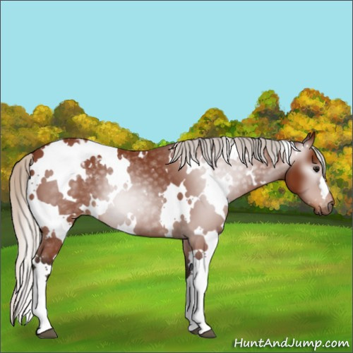 Horse Color:Gray White Spotted Silver Bay Appaloosa 