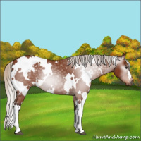Horse Color:Gray White Spotted Silver Bay Appaloosa 