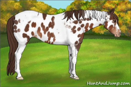 Horse Color:Liver Chestnut Tobiano Appaloosa 