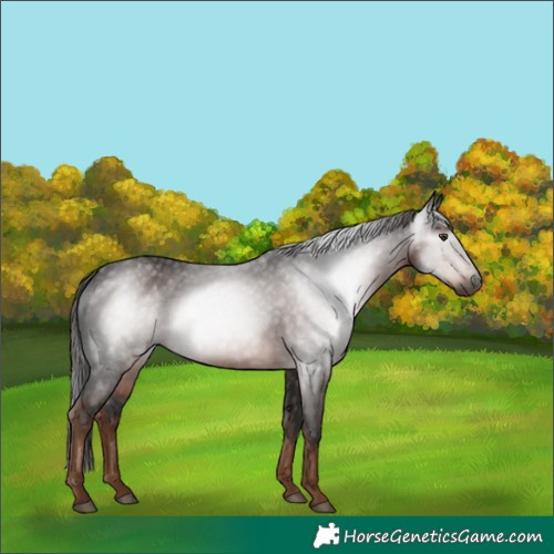 Horse Color:Gray Liver Chestnut