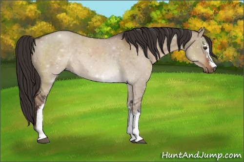 Horse Color:White Spotted Liver Red Dun 