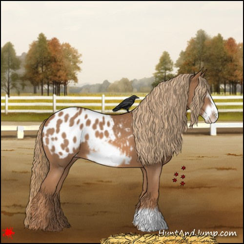Horse Color:Chestnut Frame Appaloosa 