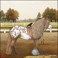 Horse Color:Chestnut Frame Appaloosa