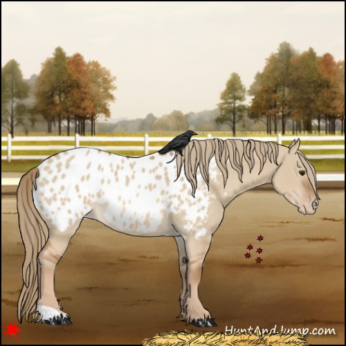 Horse Color:Red Dun Appaloosa 