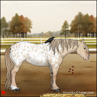 Horse Color:Red Dun Appaloosa