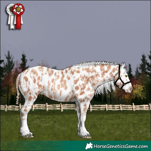 Horse Color:Gold Champagne Appaloosa  and Gold Champagne Appaloosa Rabicano 