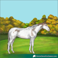 Horse Color:Liver Red Dun Splash Tobiano 