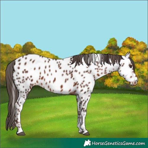 Horse Color:Liver Chestnut Tobiano Appaloosa 