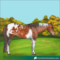 Horse Color:Bay Tobiano Appaloosa