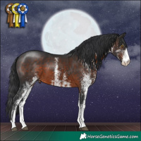 Horse Color:White Spotted Brown 