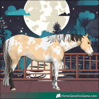 Horse Color:White Spotted Buckskin 