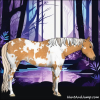 Horse Color:White Spotted Palomino 