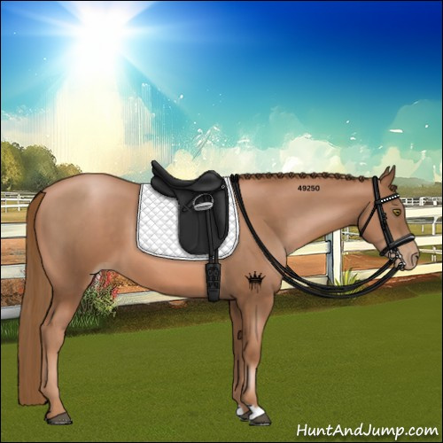 Horse Color:Liver Chestnut Pearl 