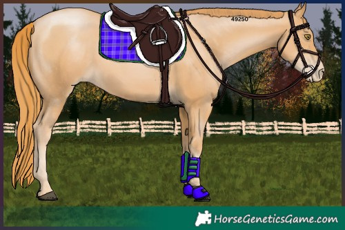 Horse Color:Chestnut Pearl