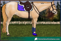 Horse Color:Chestnut Pearl 