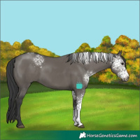 Horse Color:White Spotted Grullo 