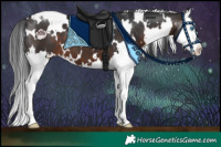 Horse Color:White Spotted Brown Splash 