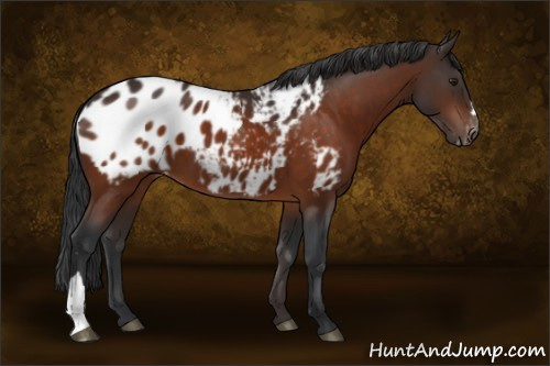 Horse Color:Brown Appaloosa