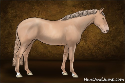 Horse Color:Gold Champagne 