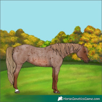 Horse Color:Red Roan