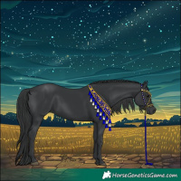 Horse Color:Black 