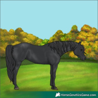Horse Color:Black 