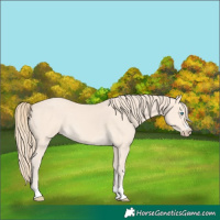 Horse Color:Perlino 