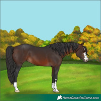 Horse Color:Brown 