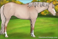 Horse Color:Silver Classic Champagne Sabino Appaloosa