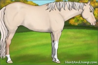 Horse Color:Silver Sable Champagne Dun Tobiano Appaloosa 