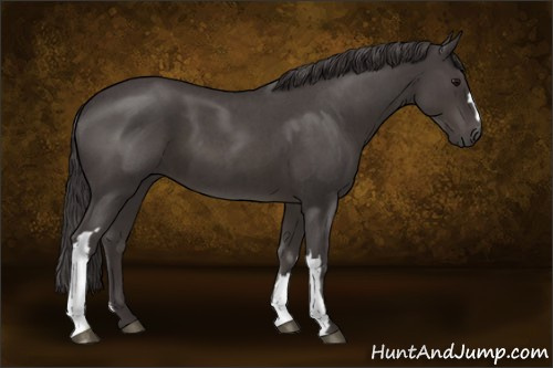Horse Color:Smoky Blue Roan 