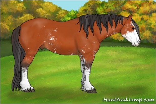 Horse Color:Bay Sabino Rabicano 