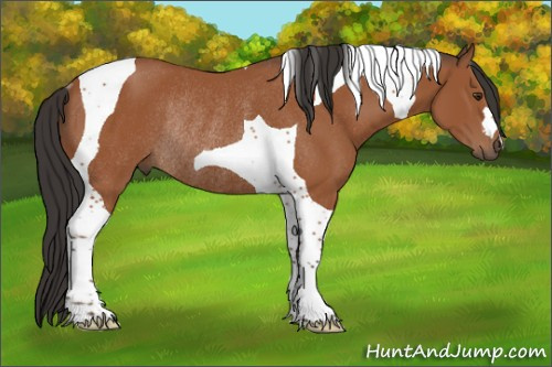 Horse Color:Bay Tobiano Rabicano 