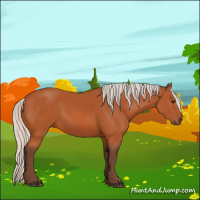 Horse Color:Silver Bay Sabino Rabicano 
