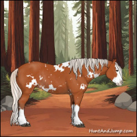 Horse Color:White Spotted Silver Bay Sabino Splash Rabicano 