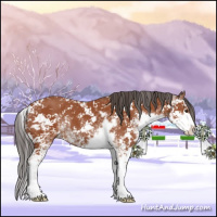 Horse Color:Bay Sabino 