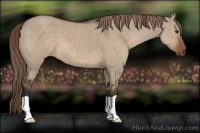 Horse Color:Liver Red Dun 
