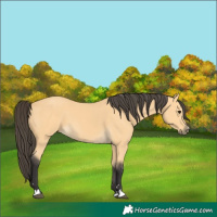 Horse Color:Buckskin 