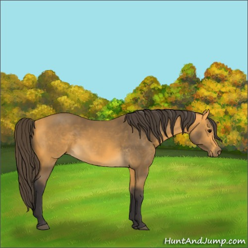 Horse Color:Buckskin