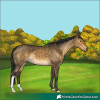Horse Color:Buckskin Dun 