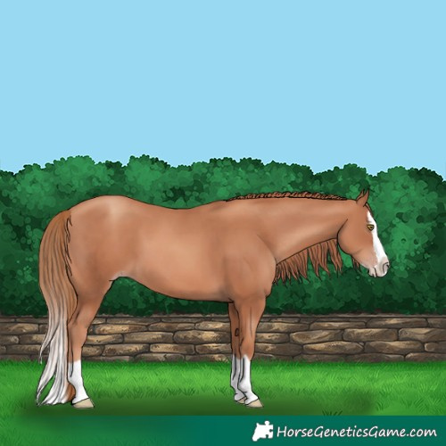 Horse Color:Gold Champagne Splash