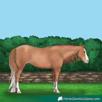 Horse Color:Gold Champagne Splash 