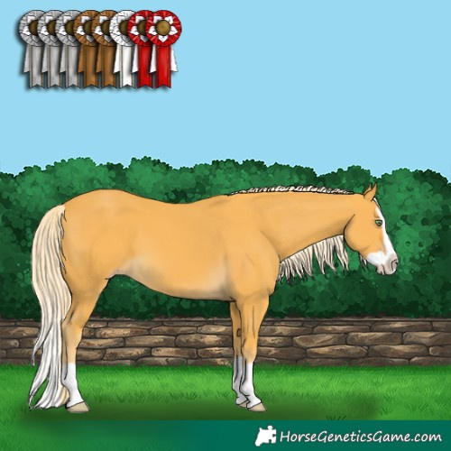 Horse Color:Gold Cream Champagne Splash 