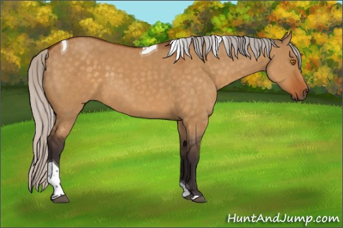 Horse Color:Silver Buckskin Dun Tobiano 