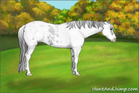 Horse Color:Black Sabino Appaloosa 