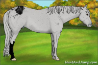 Horse Color:ERROR: UNKNOWN ANOMALY