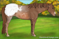 Horse Color:Chestnut Appaloosa 